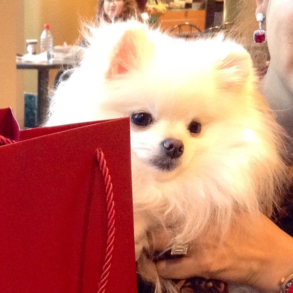 Meet your Posher, Arabella - Picture 7 of 8